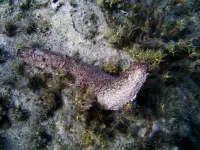 Zeeslakken